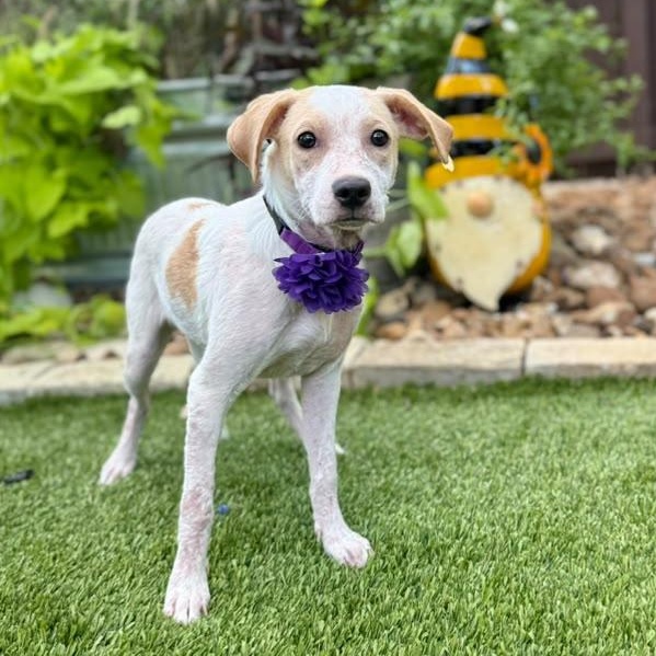 Pearl, Adoptable, Young Female English Pointer & Labrador Retriever.