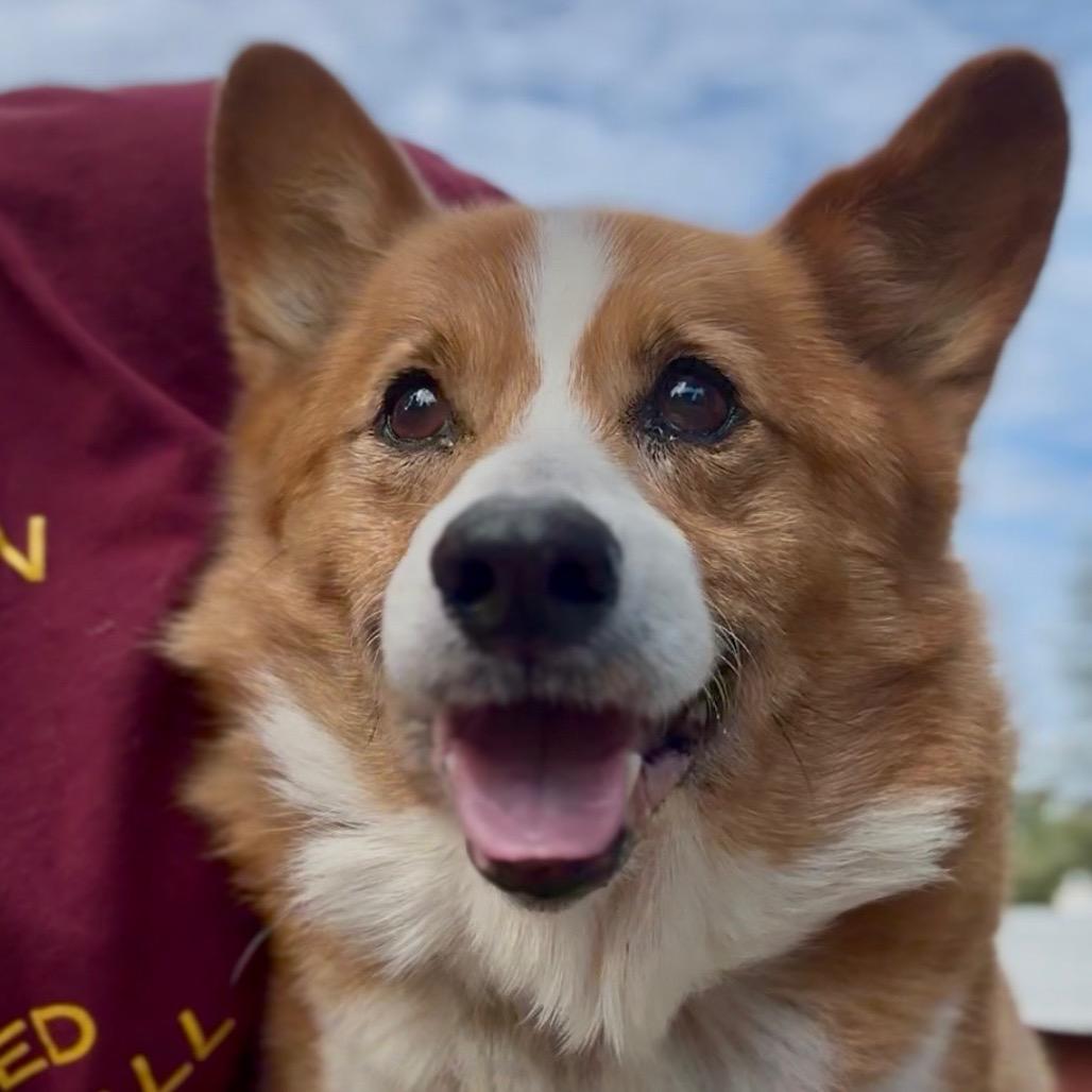 marty, a Adoptable Corgi in Bellingham, WA image 1/6