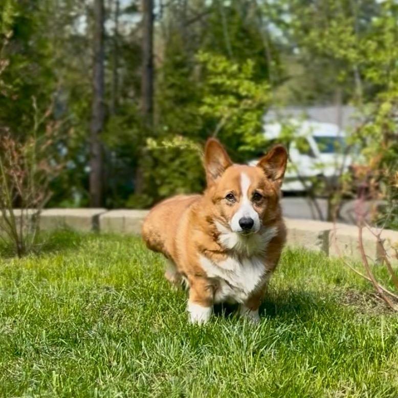 marty, a Adoptable Corgi in Bellingham, WA image 2/6