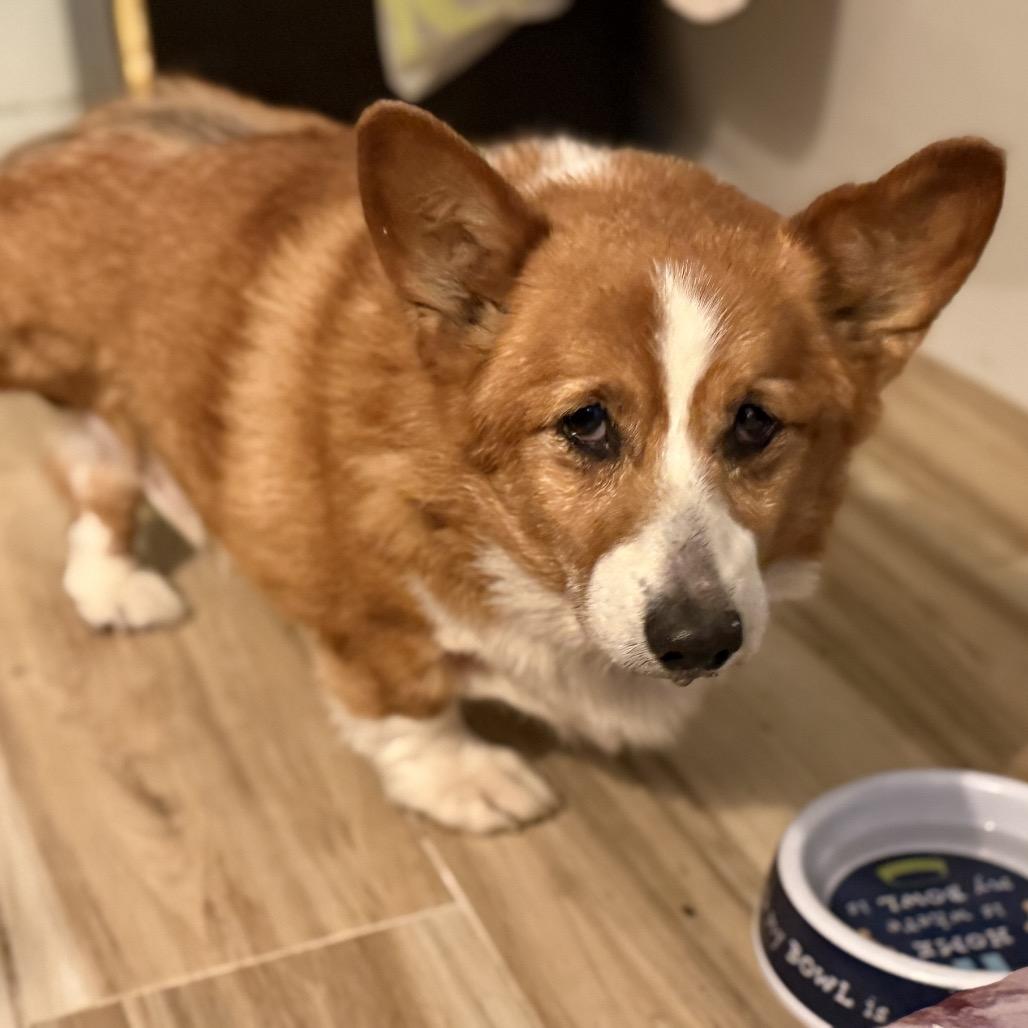 marty, a Adoptable Corgi in Bellingham, WA image 3/6