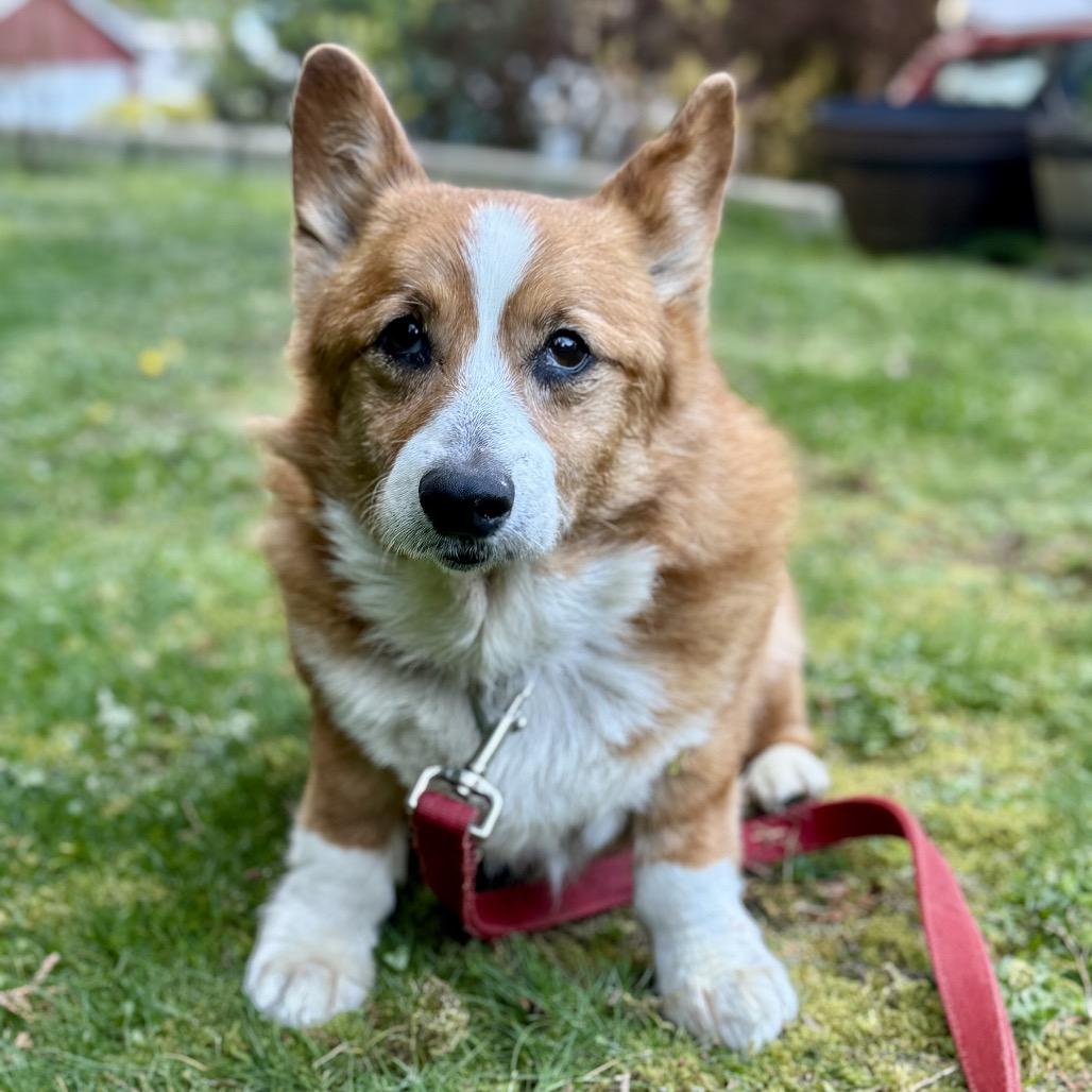 marty, a Adoptable Corgi in Bellingham, WA image 4/6