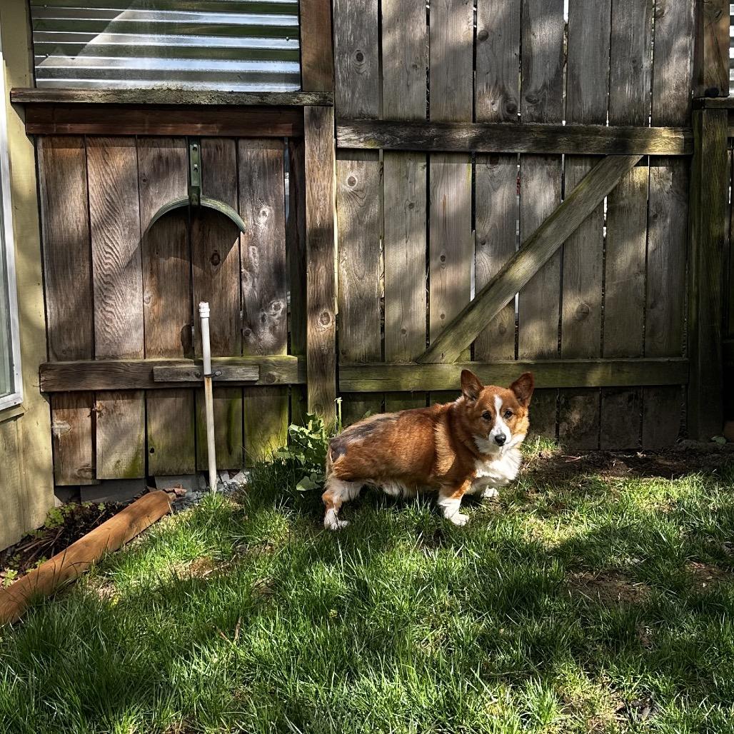 marty, a Adoptable Corgi in Bellingham, WA image 5/6