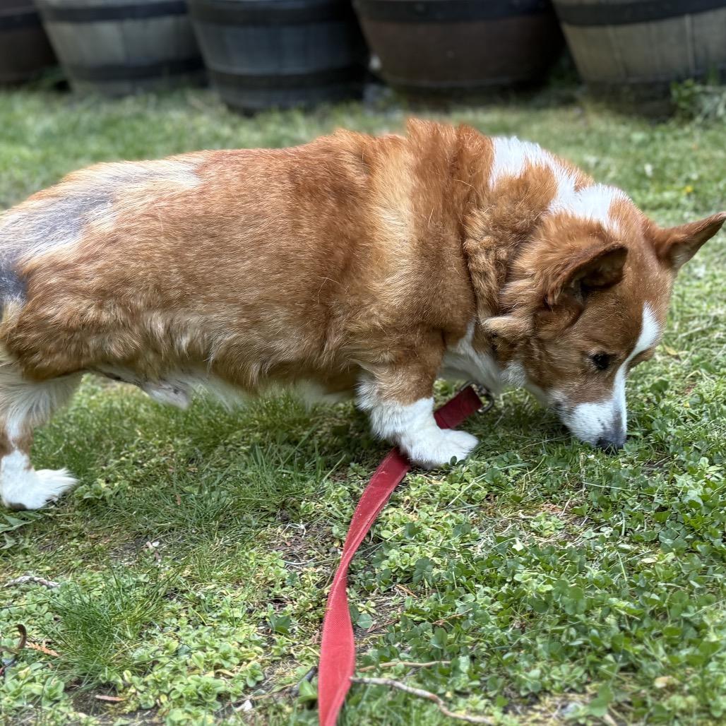 marty, a Adoptable Corgi in Bellingham, WA image 6/6