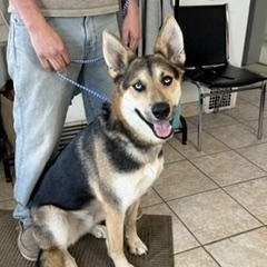 Enlarge Buck, a ADOPTABLE mixed breed in Yakima, WA image 3/5