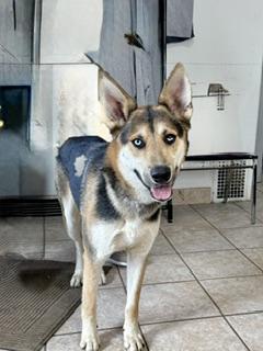 Enlarge Buck, a ADOPTABLE mixed breed in Yakima, WA image 5/5