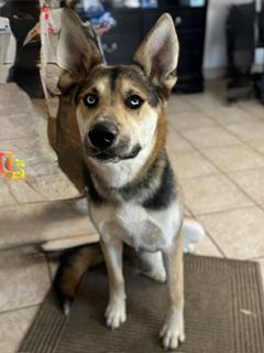 Enlarge Buck, a ADOPTABLE mixed breed in Yakima, WA image 2/5