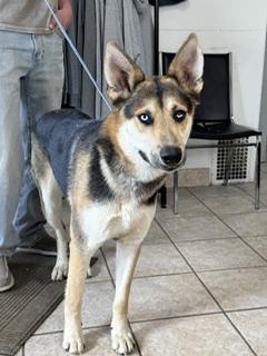 Enlarge Buck, a ADOPTABLE mixed breed in Yakima, WA image 4/5