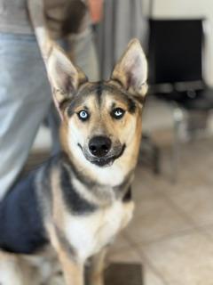 Enlarge Buck, a ADOPTABLE mixed breed in Yakima, WA image 1/5