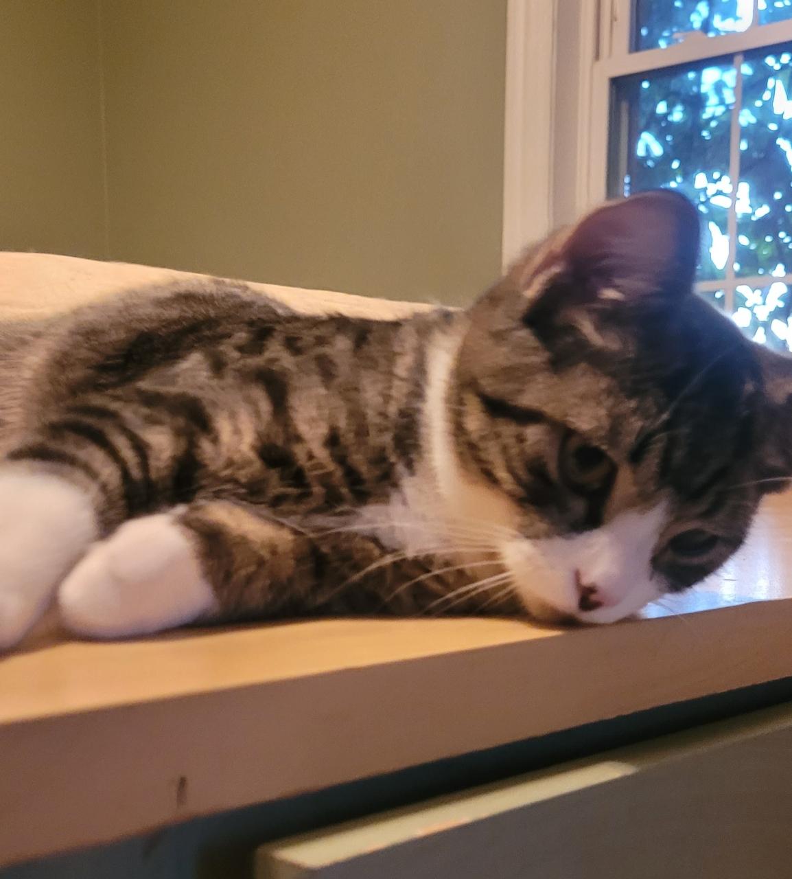 Enlarge Scraps, a Adoptable mixed breed in Bardstown, KY image 1/1