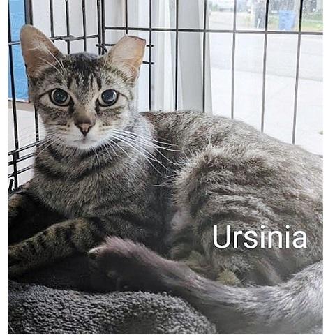 Enlarge Ursinia, a Adoptable Tabby in Salt Lake City, UT image 1/1