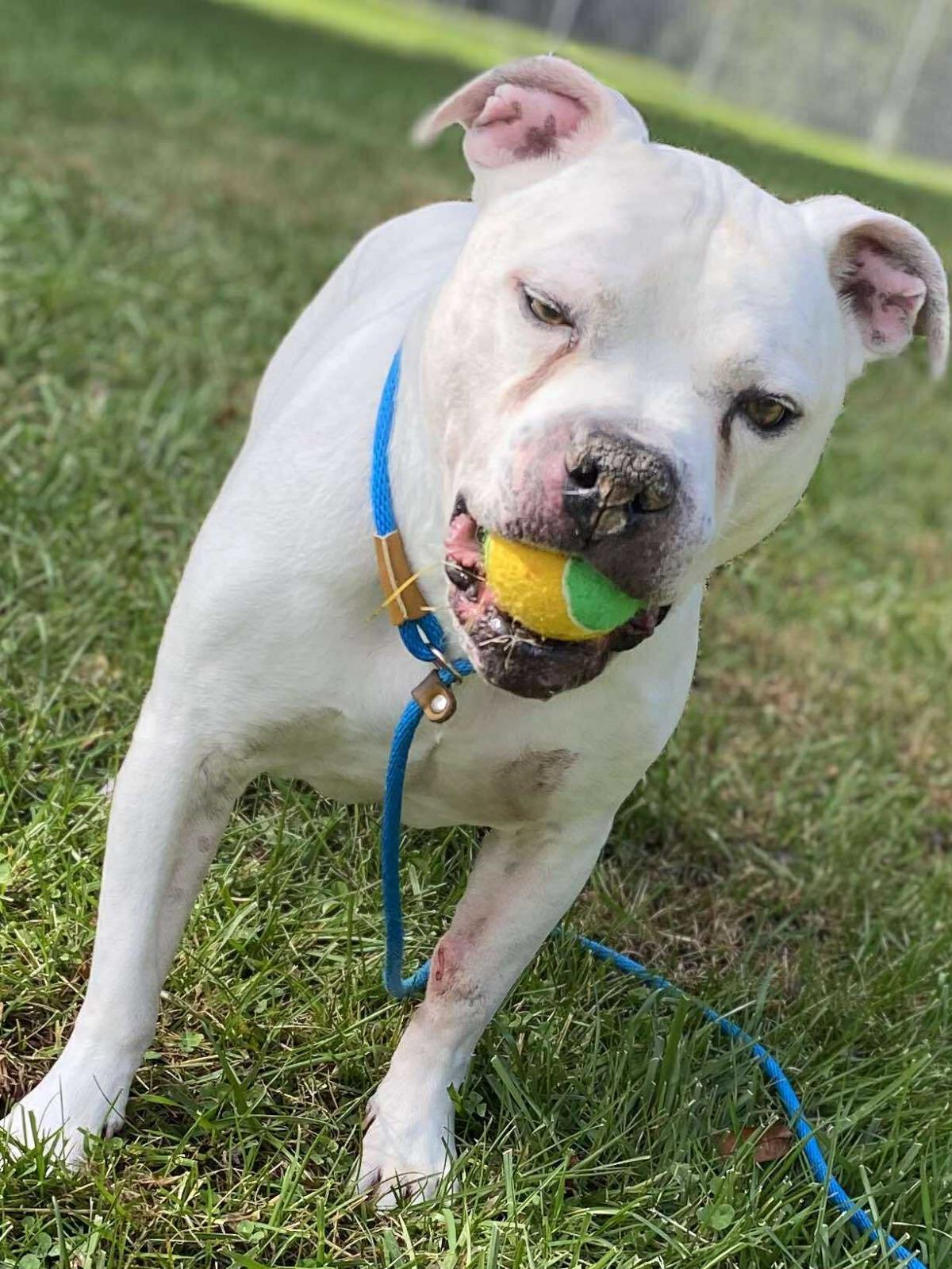 Nico, Adoptable, Senior Male Dogo Argentino.