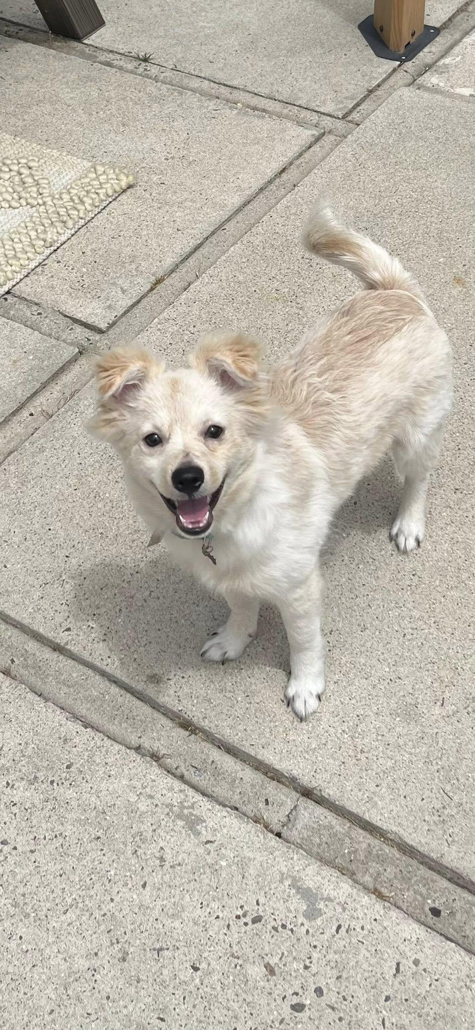 Nico, a Adopted mixed breed in Huntington Beach, CA image 1/2