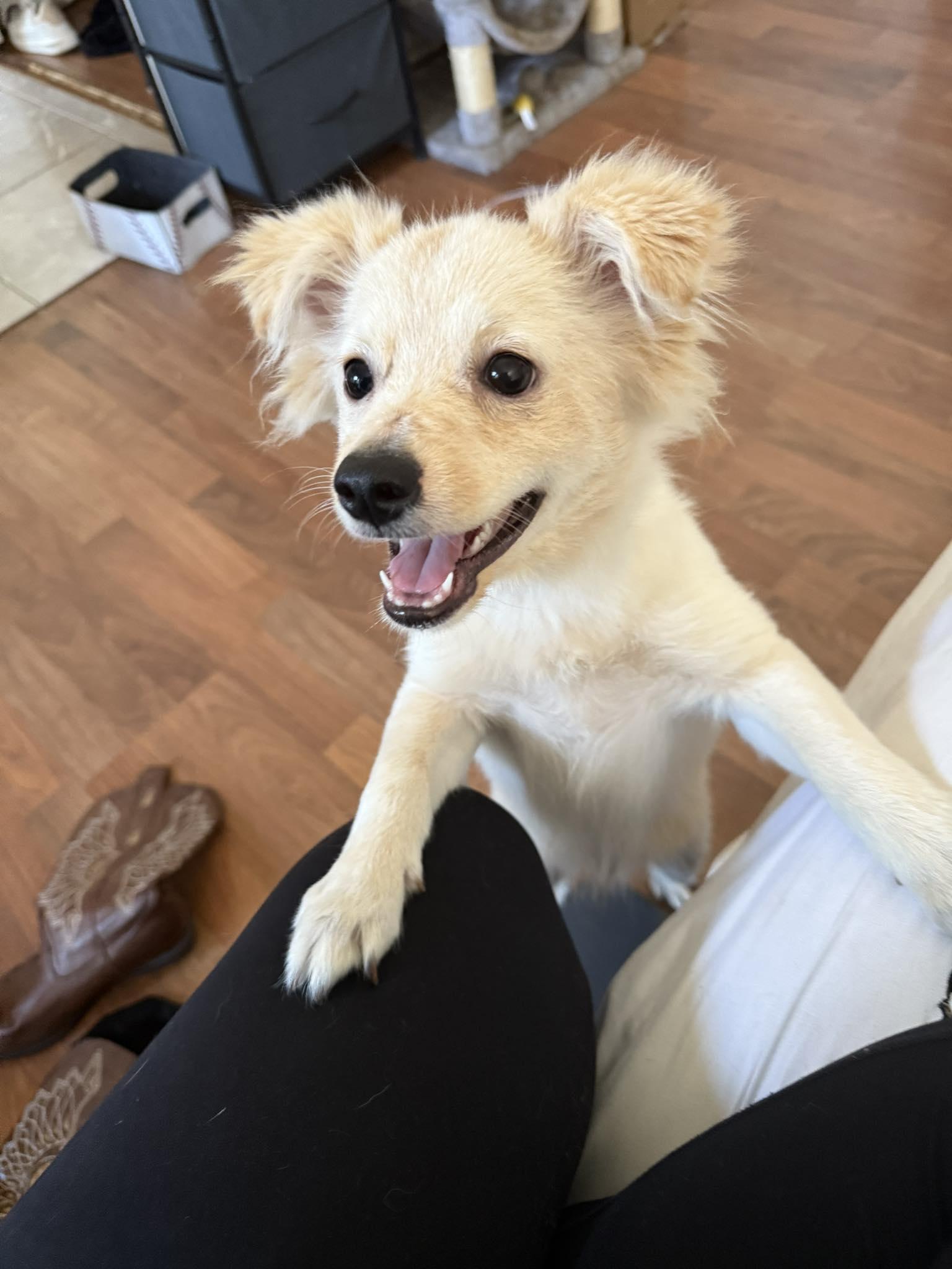 Nico, a Adopted mixed breed in Huntington Beach, CA image 2/2