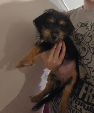 Enlarge Onyx, an adopted mixed breed in Raleigh, NC image 2/5