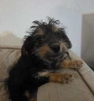 Enlarge Onyx, an adopted mixed breed in Raleigh, NC image 3/5