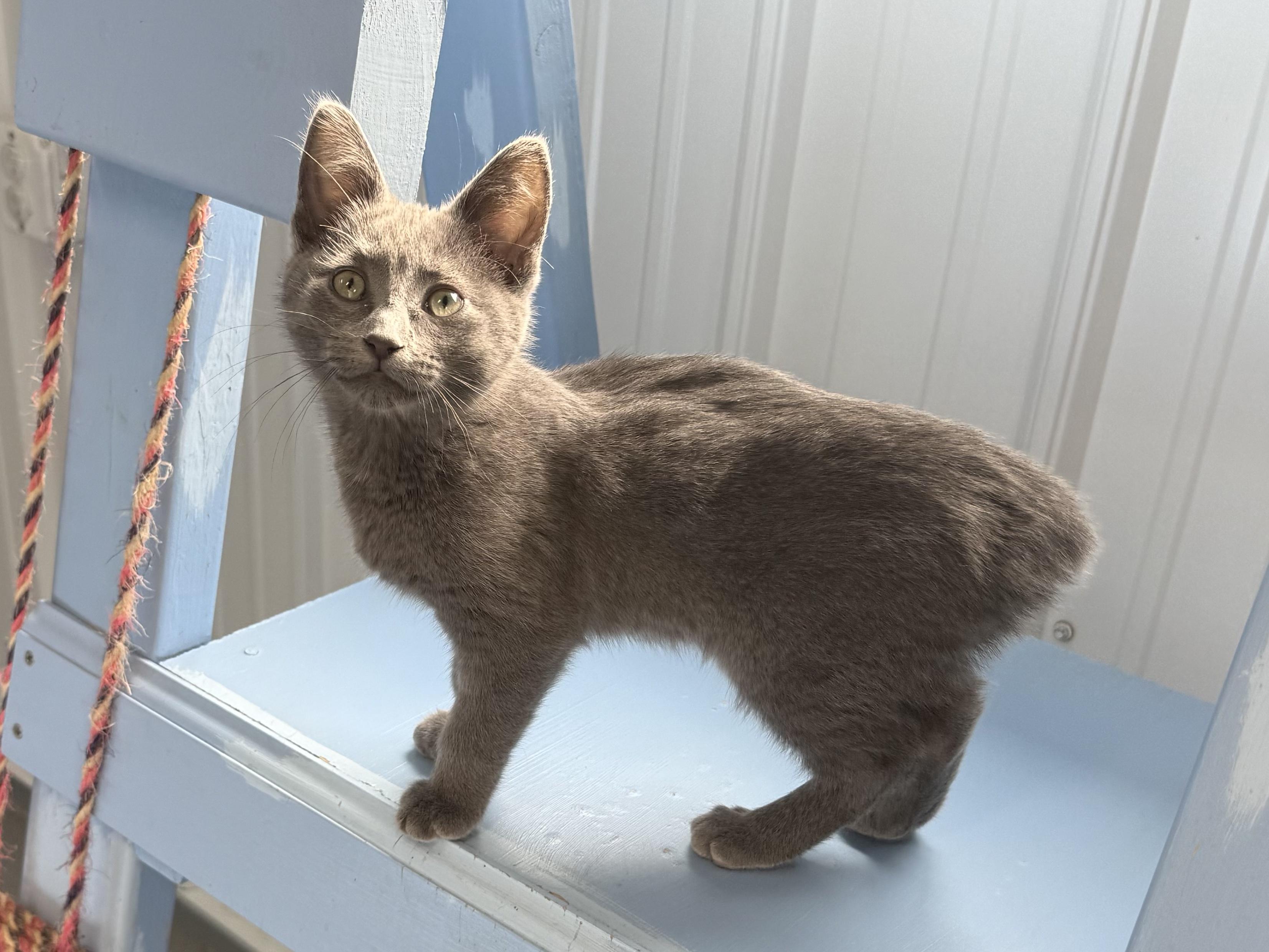 Roxy, ADOPTABLE, Kitten Female American Bobtail.