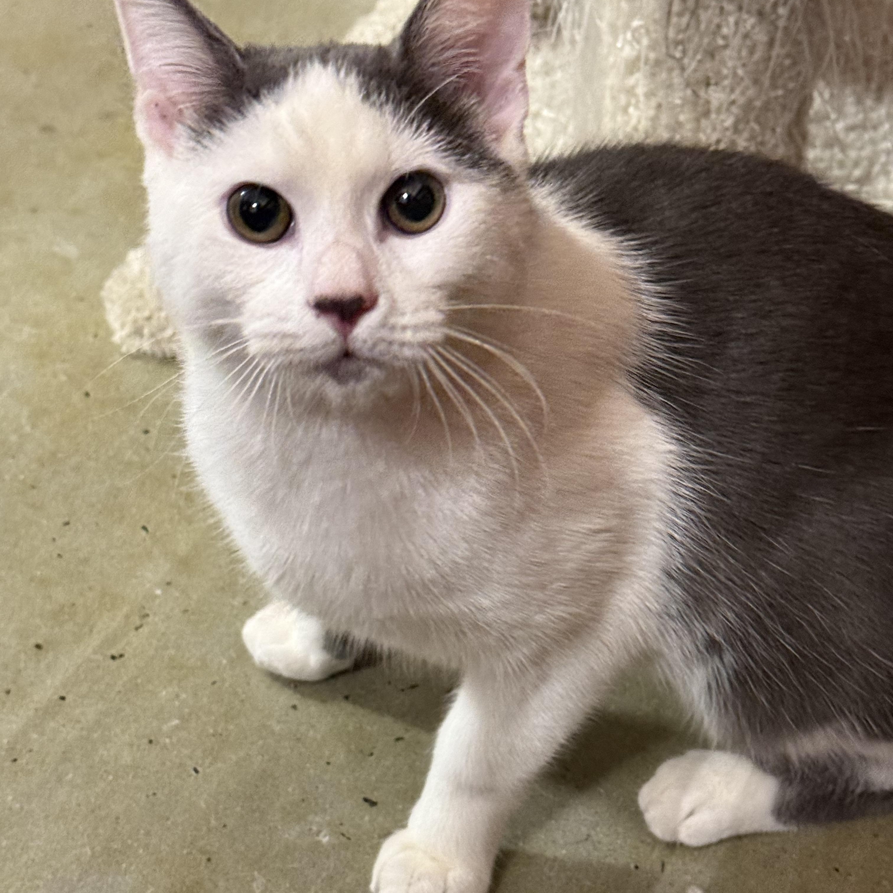 Enlarge Toby, a Adoptable Domestic Short Hair in Old Bridge, NJ image 1/5