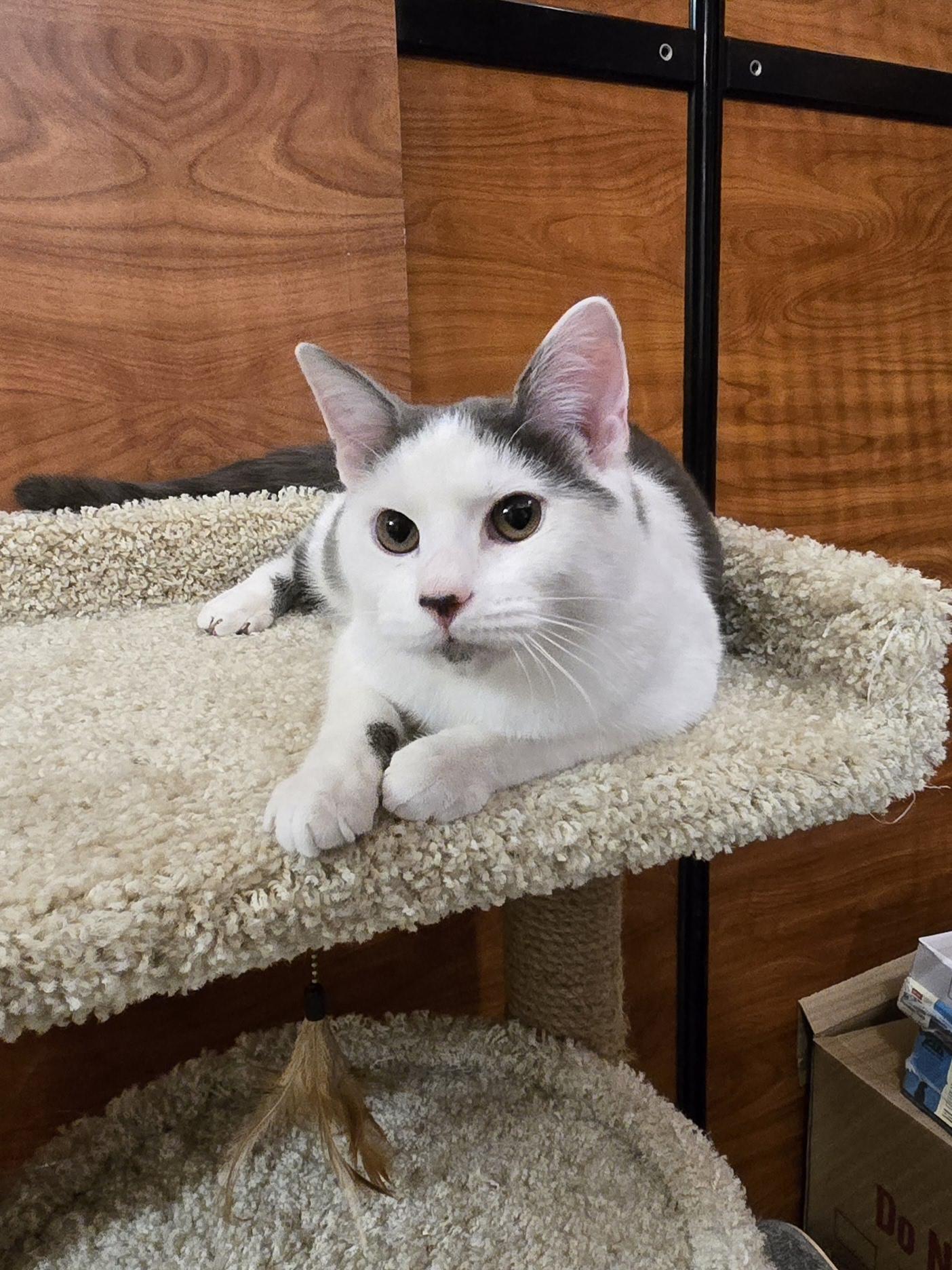 Enlarge Toby, a Adoptable Domestic Short Hair in Old Bridge, NJ image 4/5