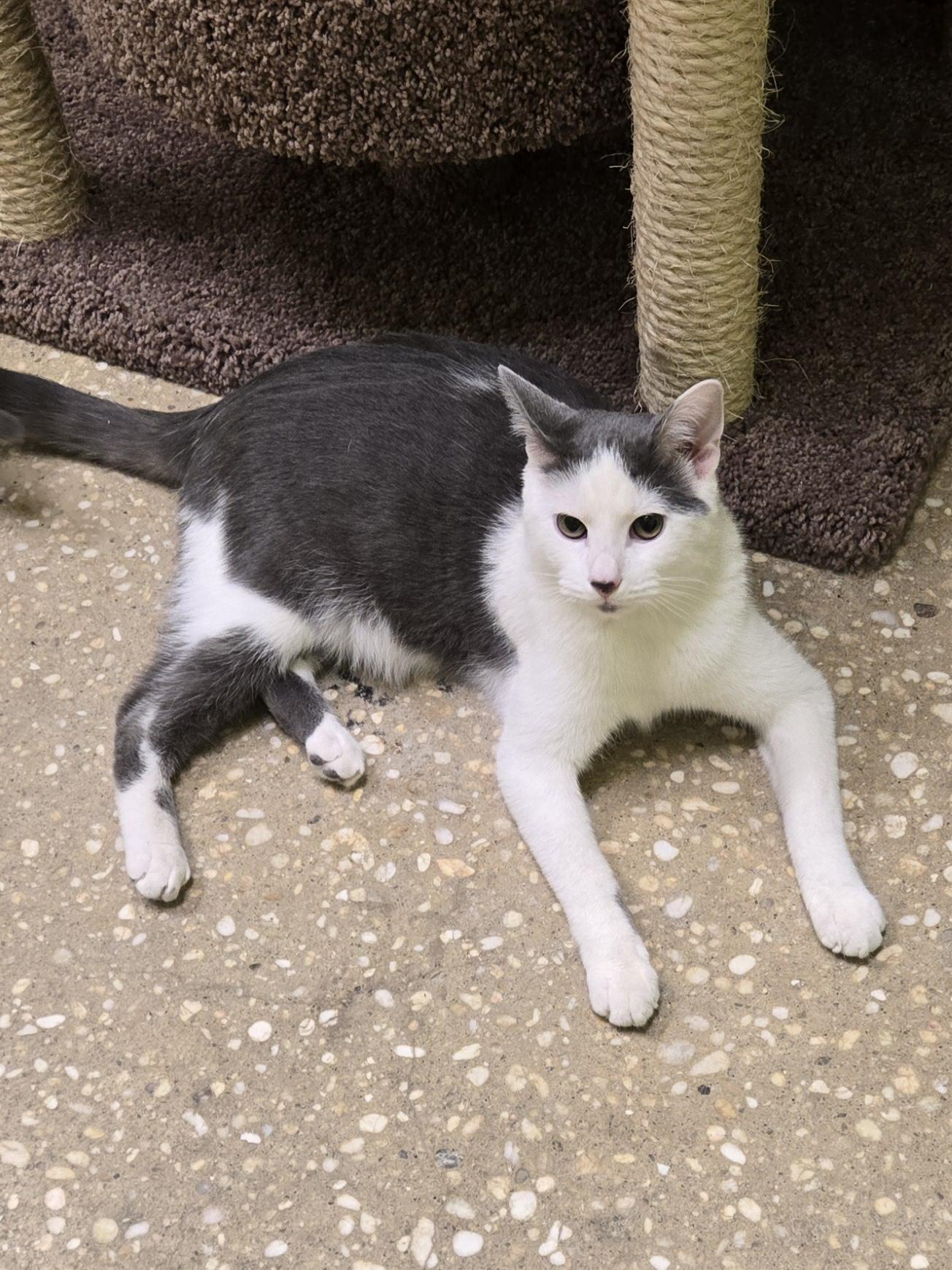 Enlarge Toby, a Adoptable Domestic Short Hair in Old Bridge, NJ image 3/5