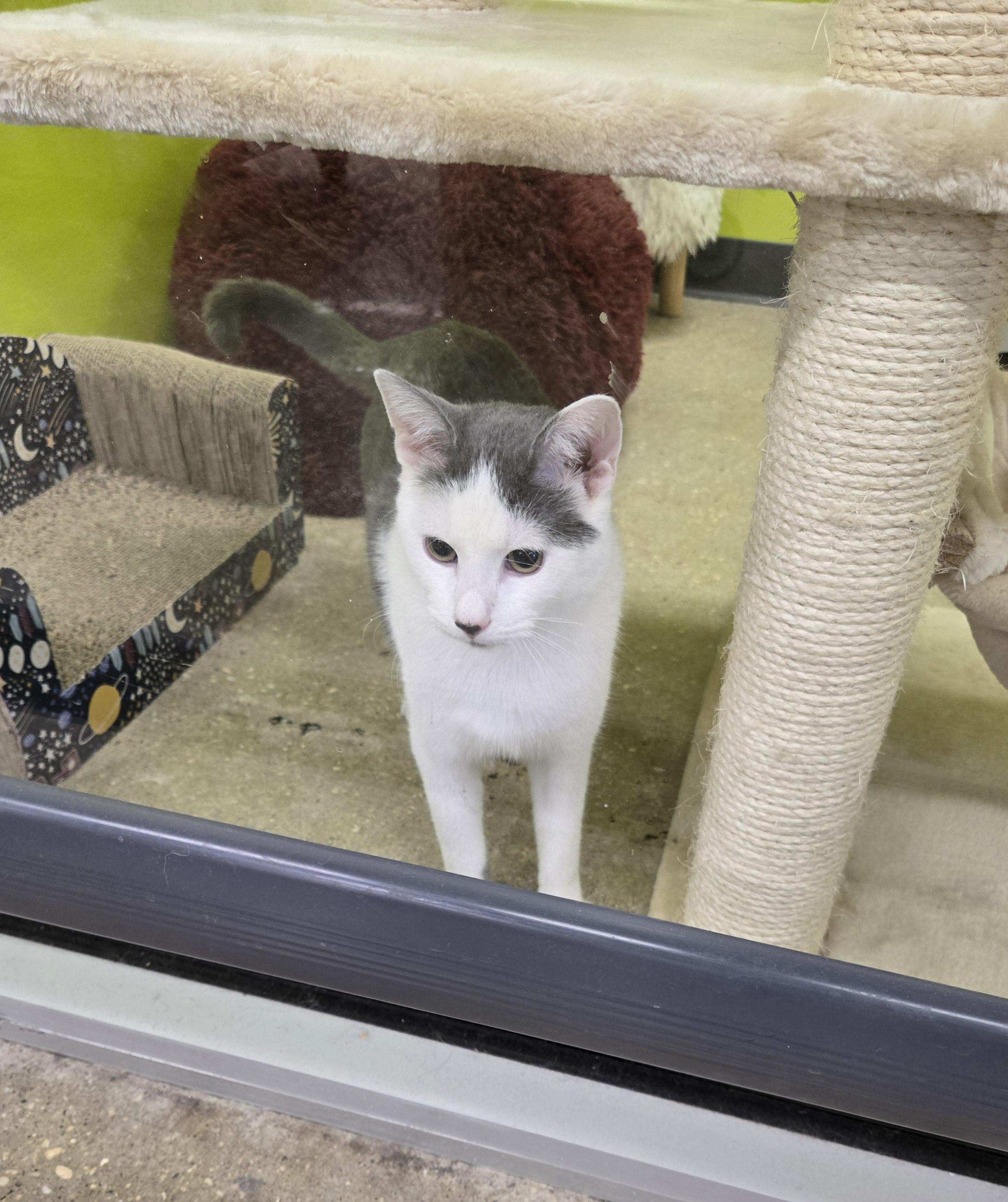 Enlarge Toby, a Adoptable Domestic Short Hair in Old Bridge, NJ image 2/5