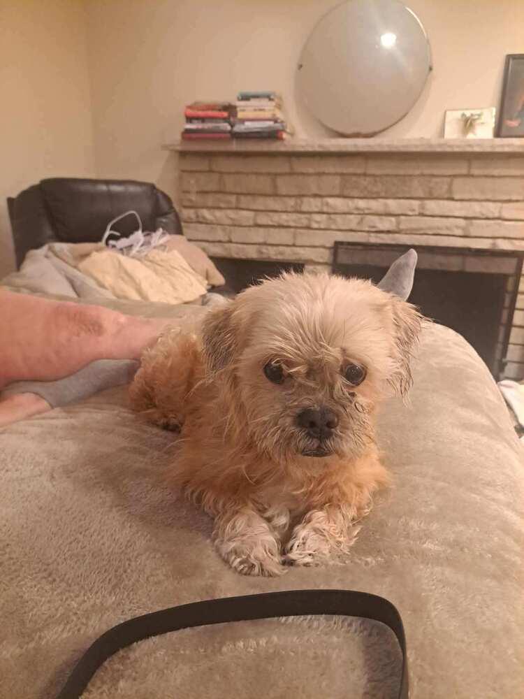 King, Adoptable, Senior Male Shih Tzu & Poodle.