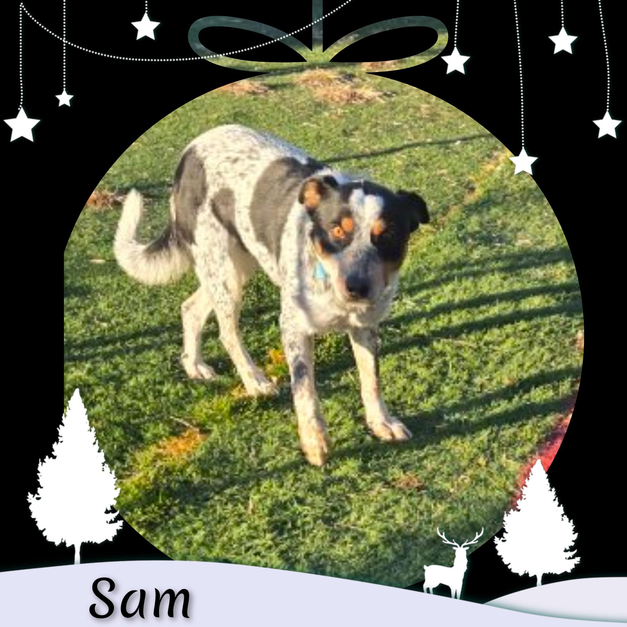 Enlarge Sam, a ADOPTABLE Australian Cattle Dog / Blue Heeler in Fredericksburg, VA image 1/6