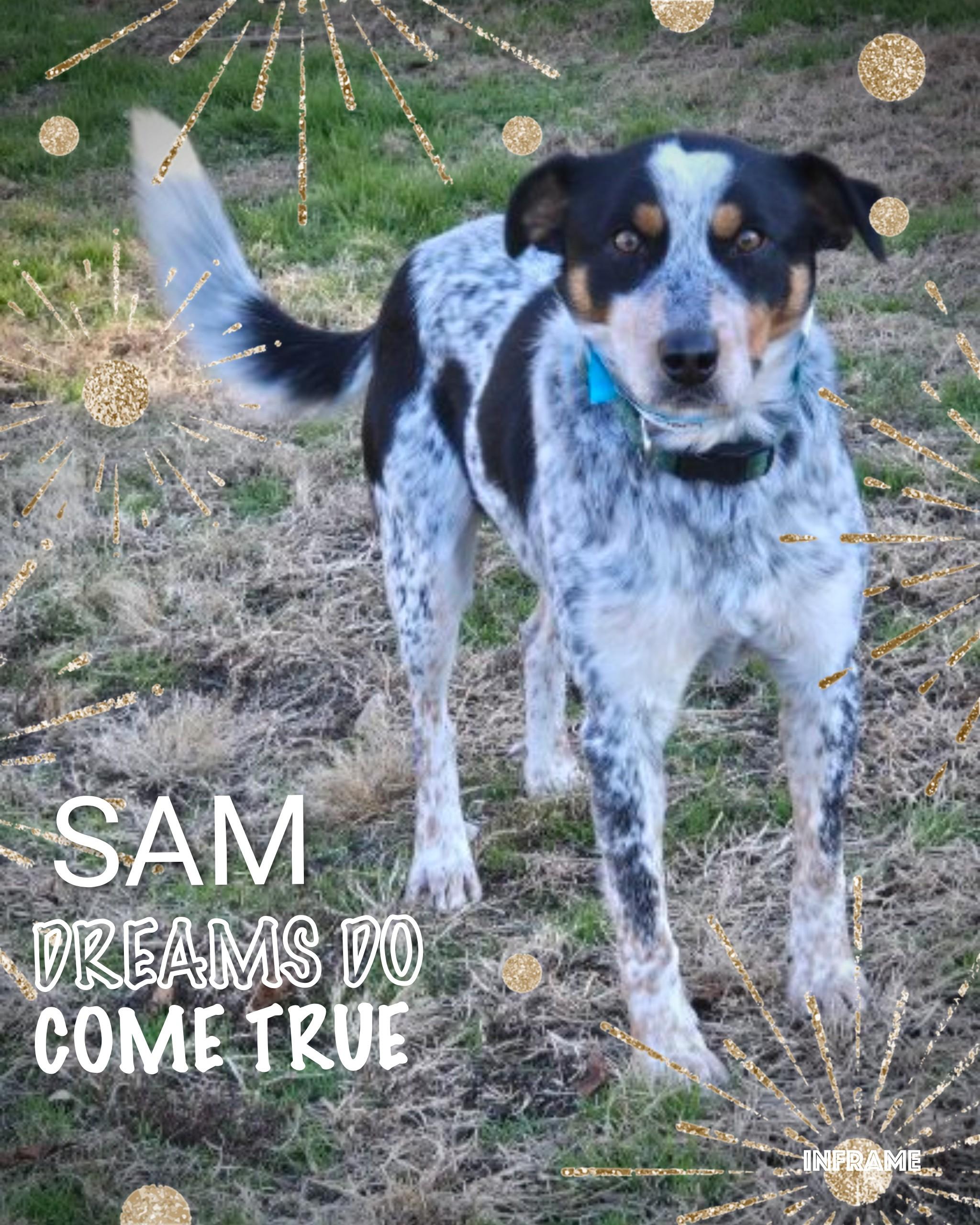 Enlarge Sam, a ADOPTABLE Australian Cattle Dog / Blue Heeler in Fredericksburg, VA image 2/6