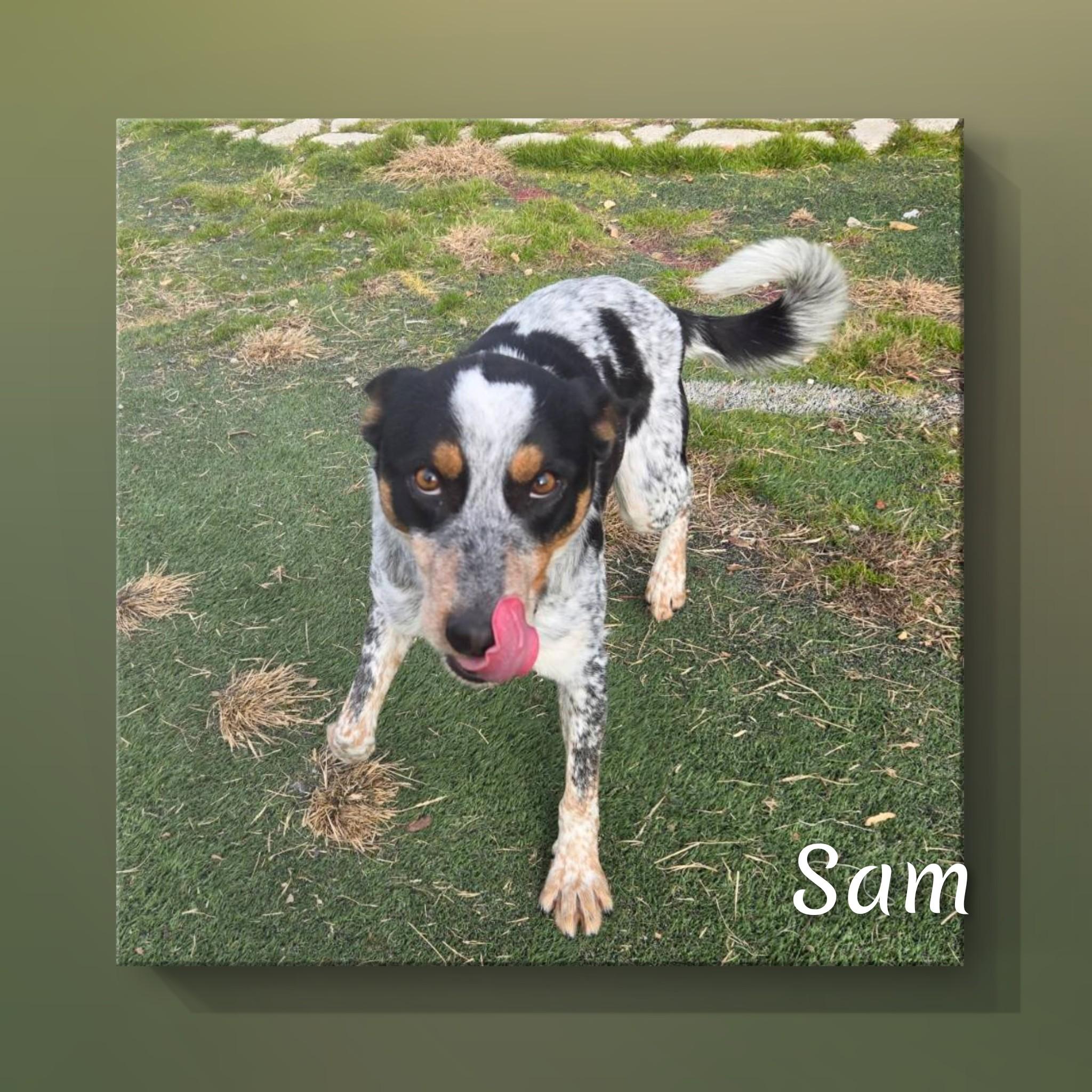 Enlarge Sam, a ADOPTABLE Australian Cattle Dog / Blue Heeler in Fredericksburg, VA image 3/6