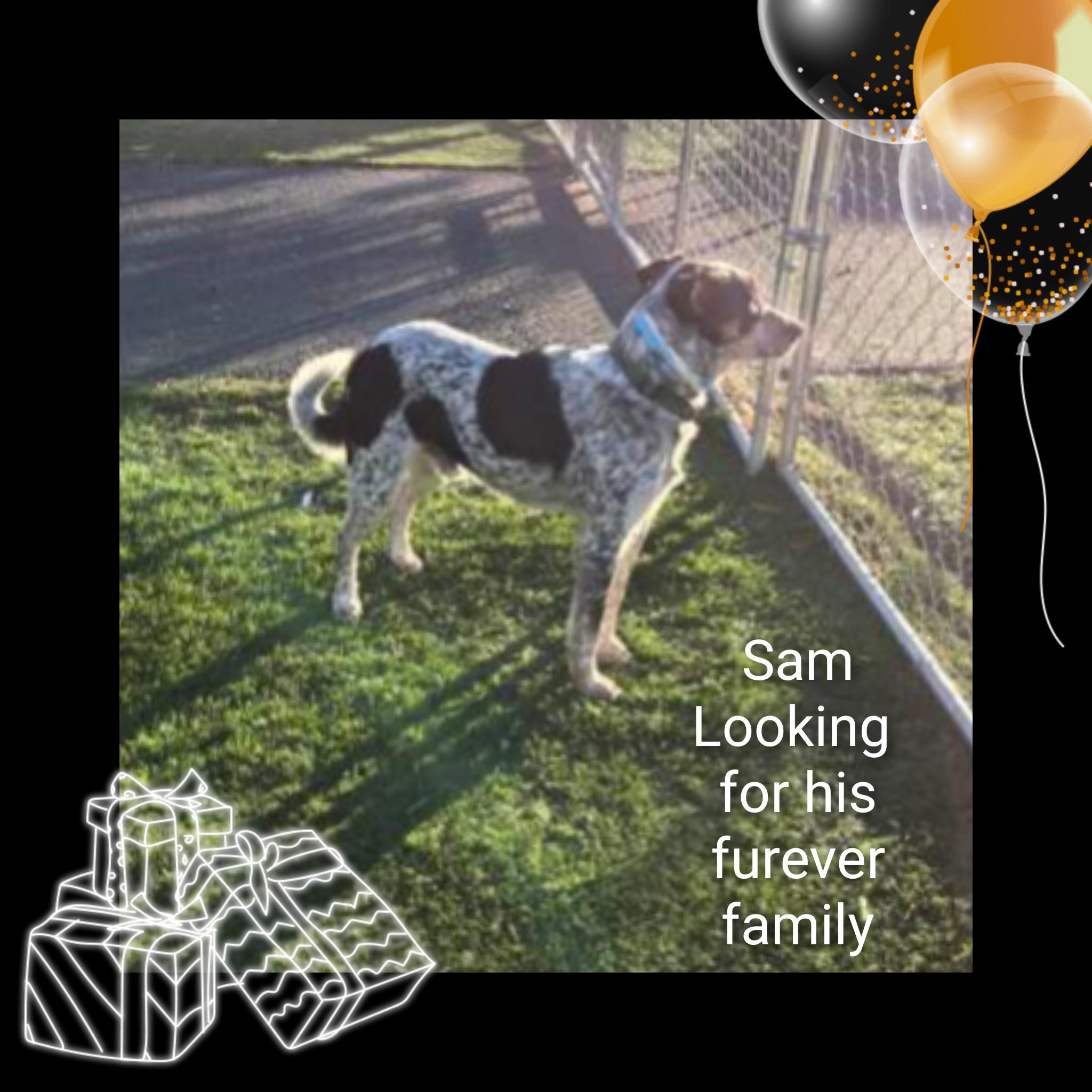 Enlarge Sam, a ADOPTABLE Australian Cattle Dog / Blue Heeler in Fredericksburg, VA image 5/6