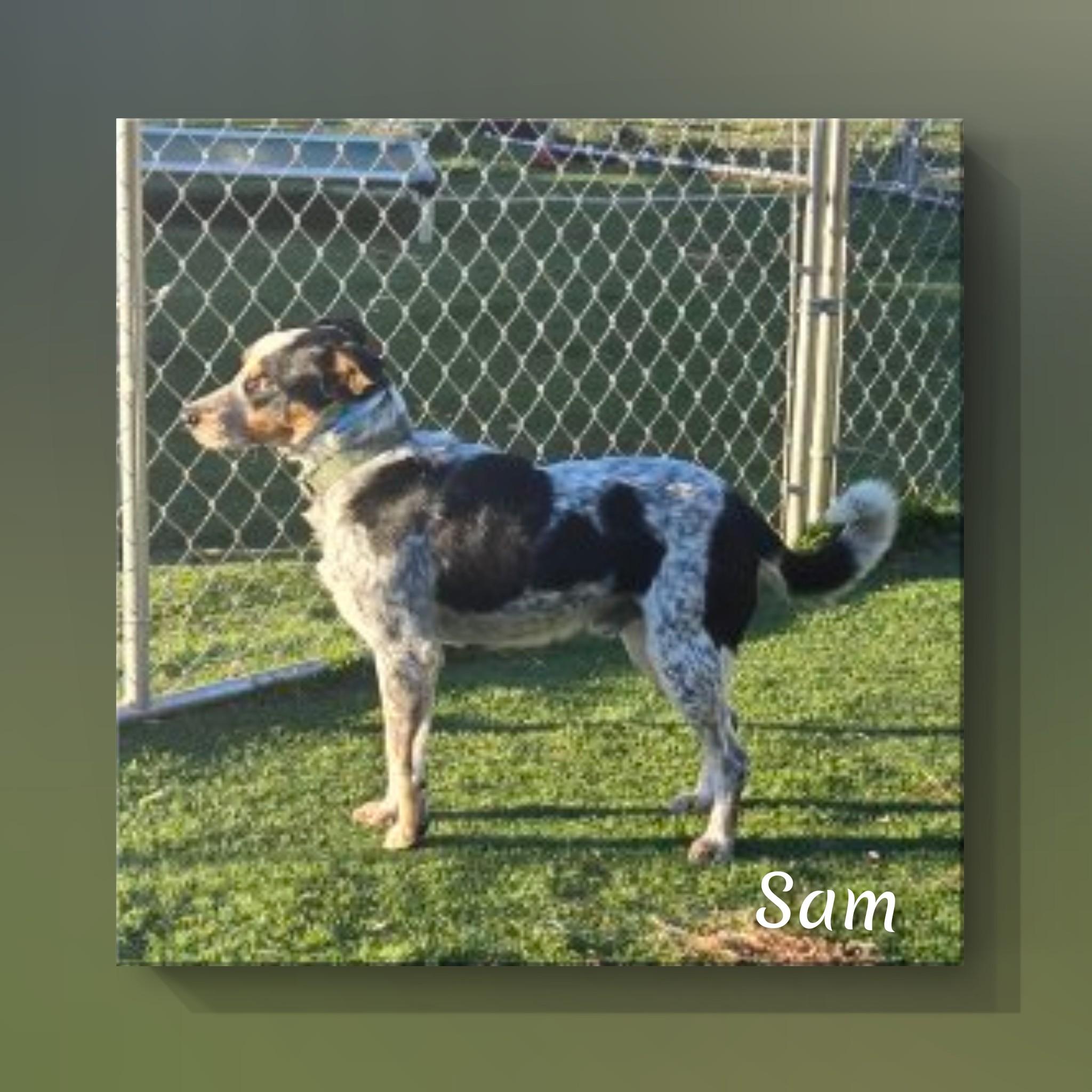 Enlarge Sam, a ADOPTABLE Australian Cattle Dog / Blue Heeler in Fredericksburg, VA image 6/6