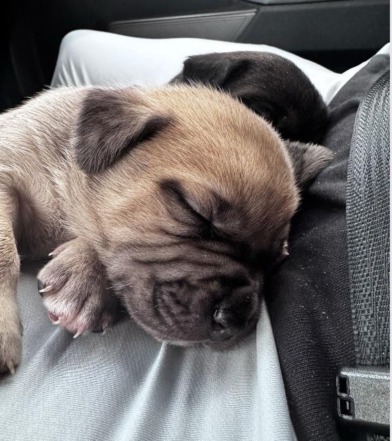 Enlarge Darla, a Adoptable mixed breed in Fayetteville, AR image 1/3