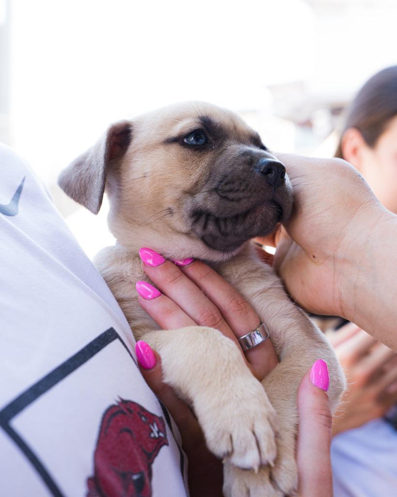 Enlarge Darla, a Adoptable mixed breed in Fayetteville, AR image 2/3