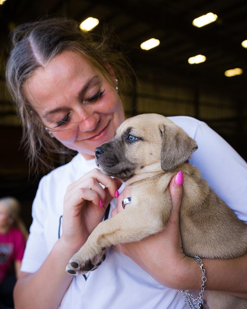 Enlarge Darla, a Adoptable mixed breed in Fayetteville, AR image 3/3