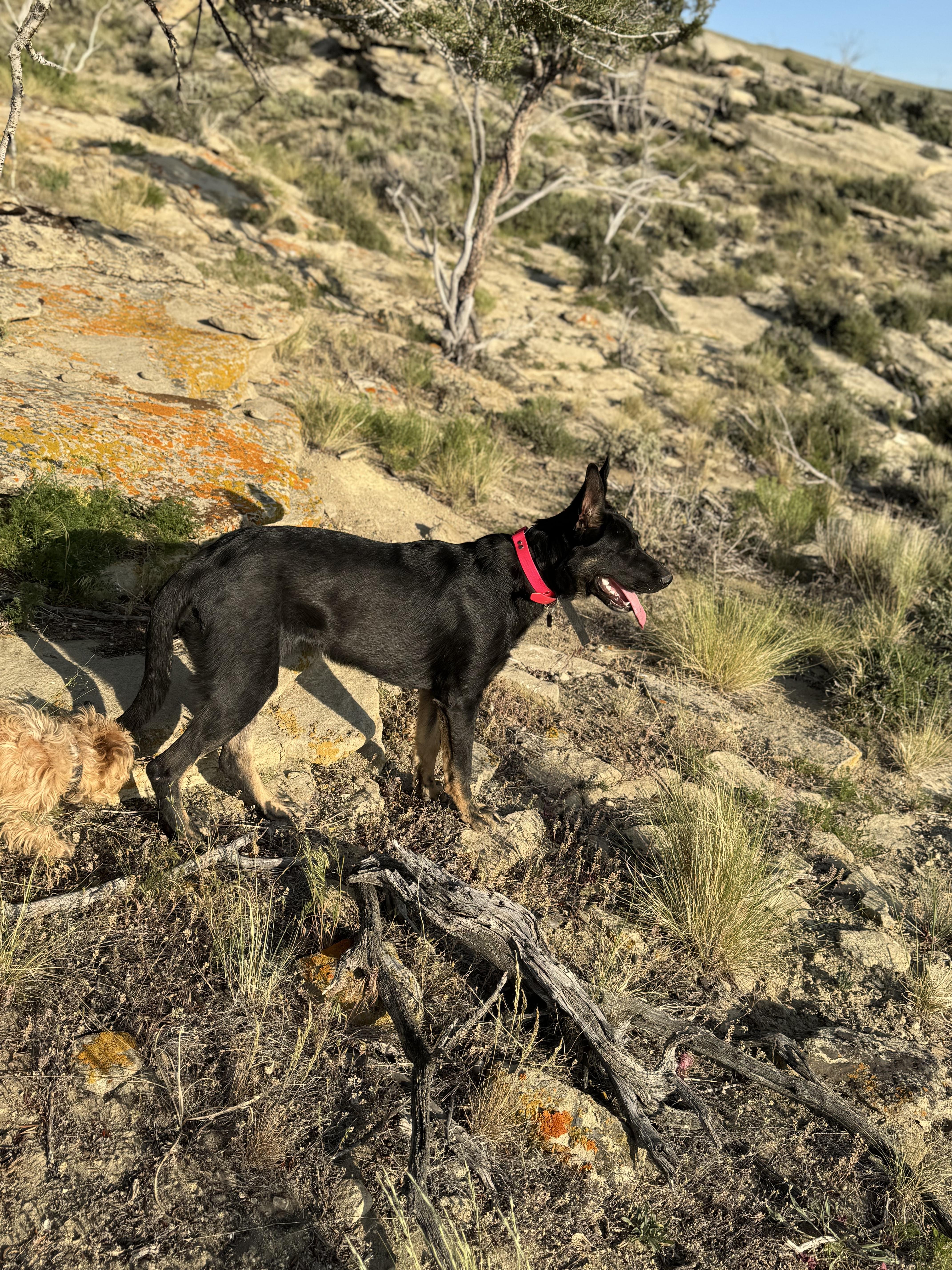 Phoenix, an adoptable German Shepherd Dog in Pinedale, WY, 82941 | Photo Image 3