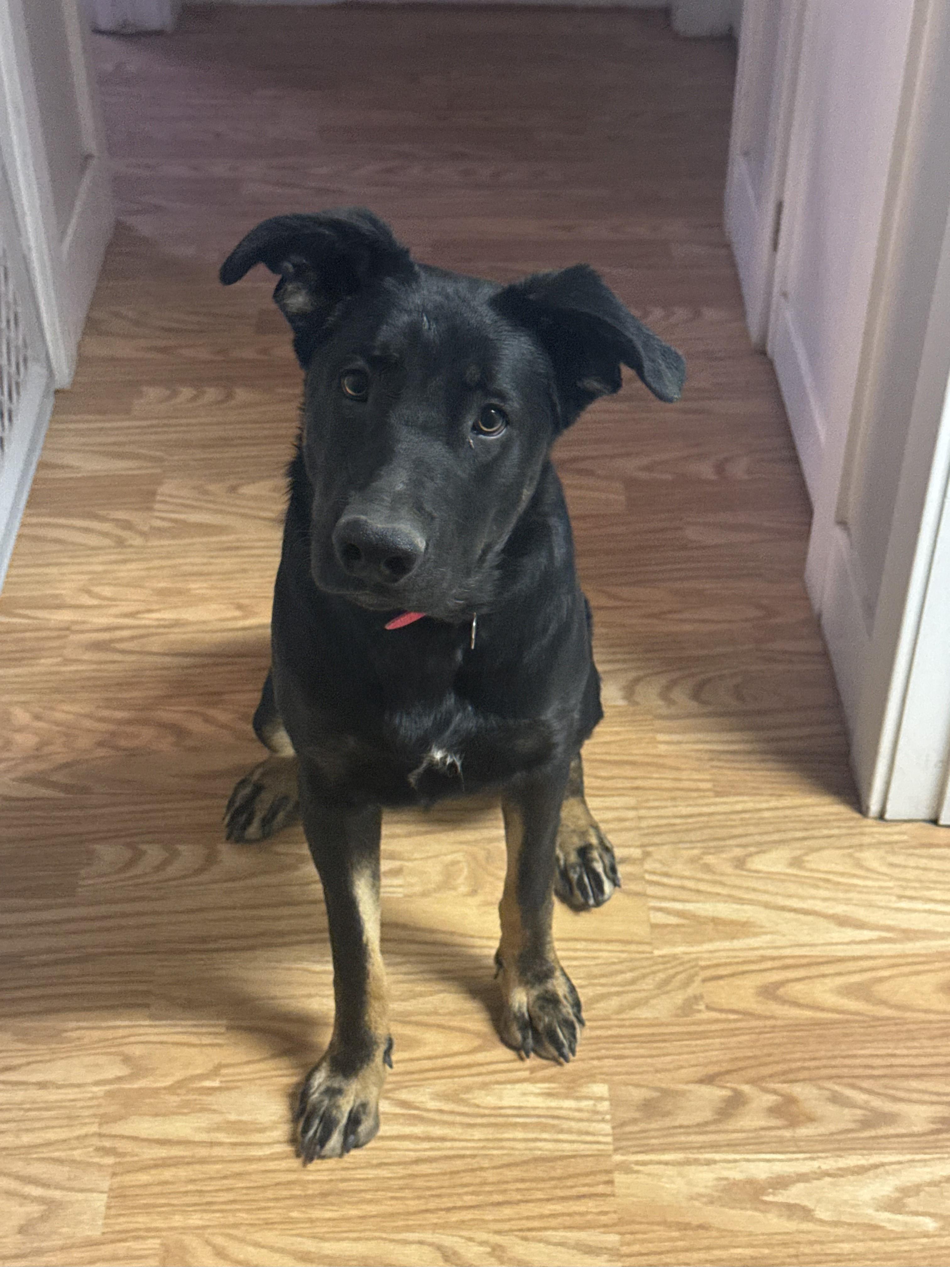 Phoenix, an adoptable German Shepherd Dog in Pinedale, WY, 82941 | Photo Image 1