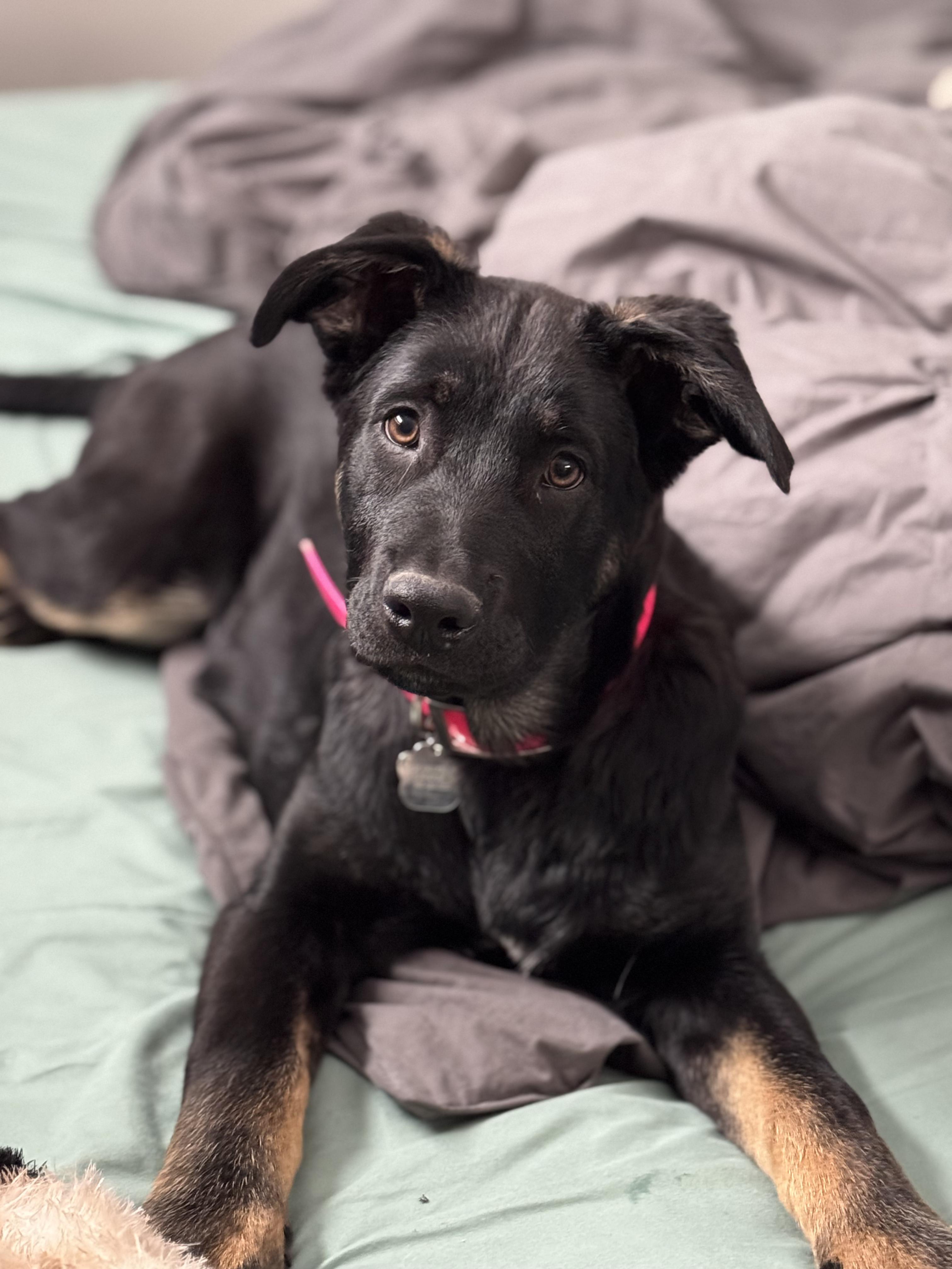 Phoenix, an adoptable German Shepherd Dog in Pinedale, WY, 82941 | Photo Image 2
