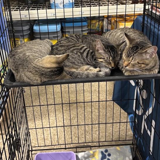 Enlarge Raven, a Adoptable Domestic Short Hair in Harrisonburg, VA image 2/4