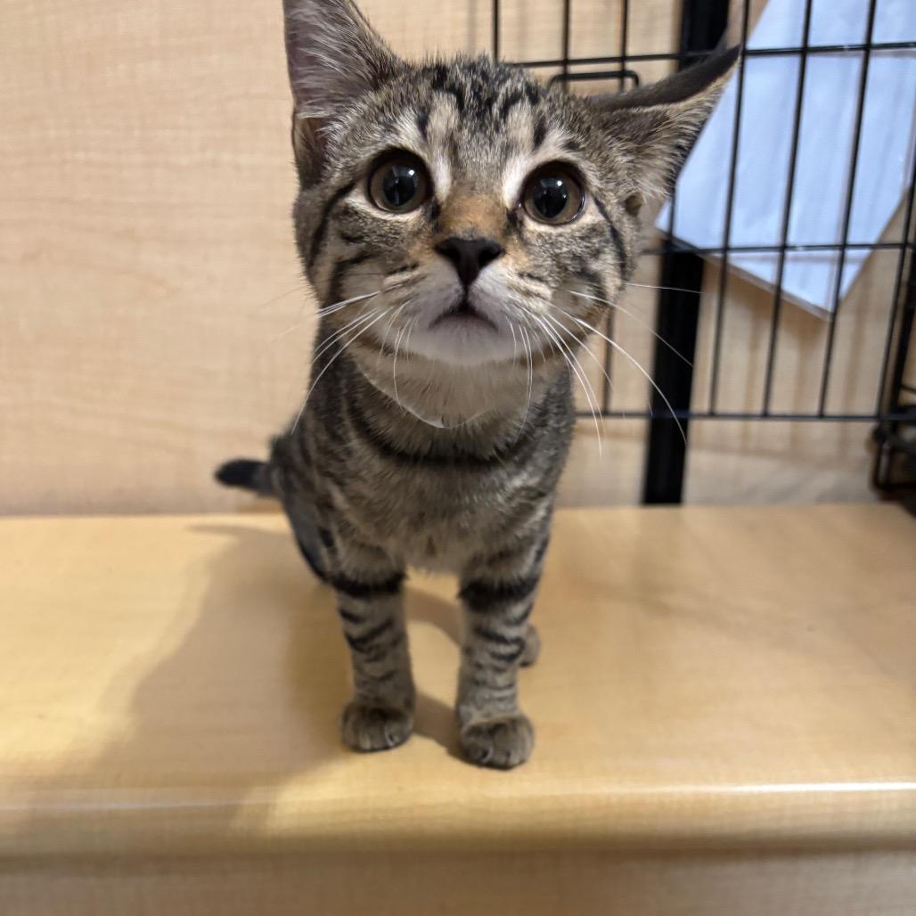 Enlarge Raven, a Adoptable Domestic Short Hair in Harrisonburg, VA image 3/4