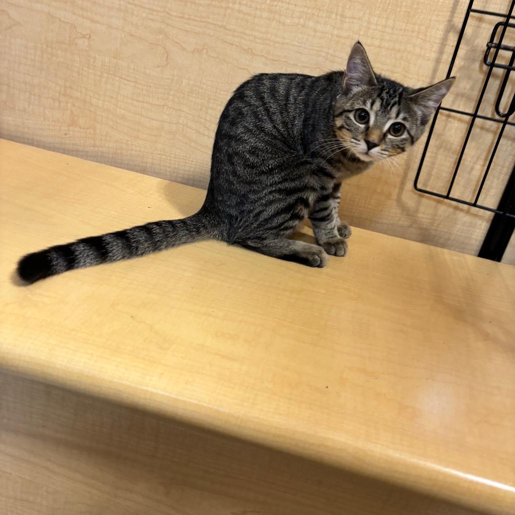 Enlarge Raven, a Adoptable Domestic Short Hair in Harrisonburg, VA image 4/4