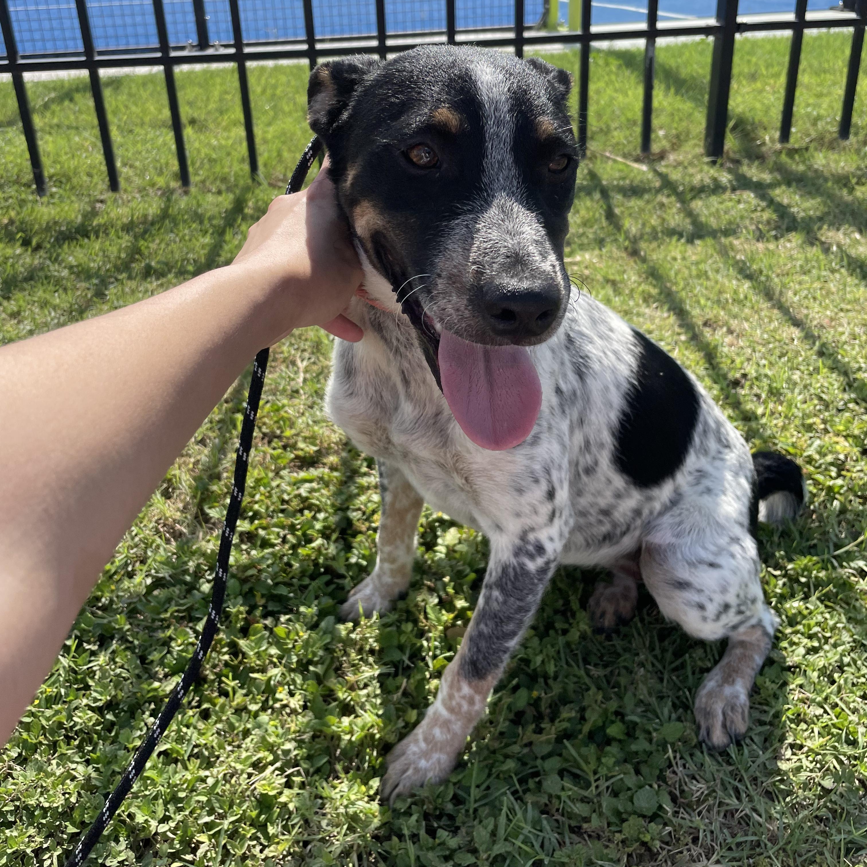 Minny, an adoptable Australian Cattle Dog / Blue Heeler in Eau Claire, WI, 54703 | Photo Image 3