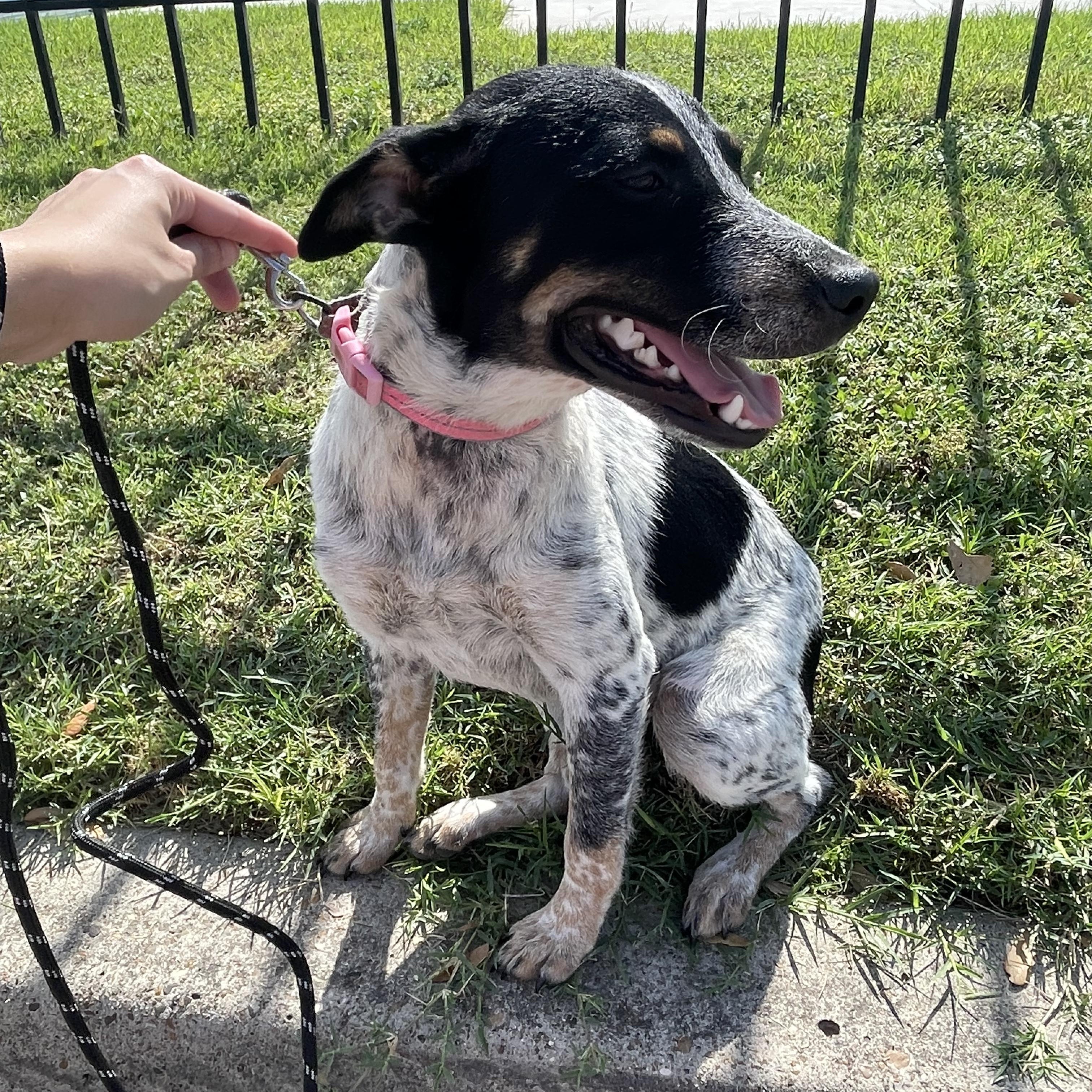 Minny, an adoptable Australian Cattle Dog / Blue Heeler in Eau Claire, WI, 54703 | Photo Image 4