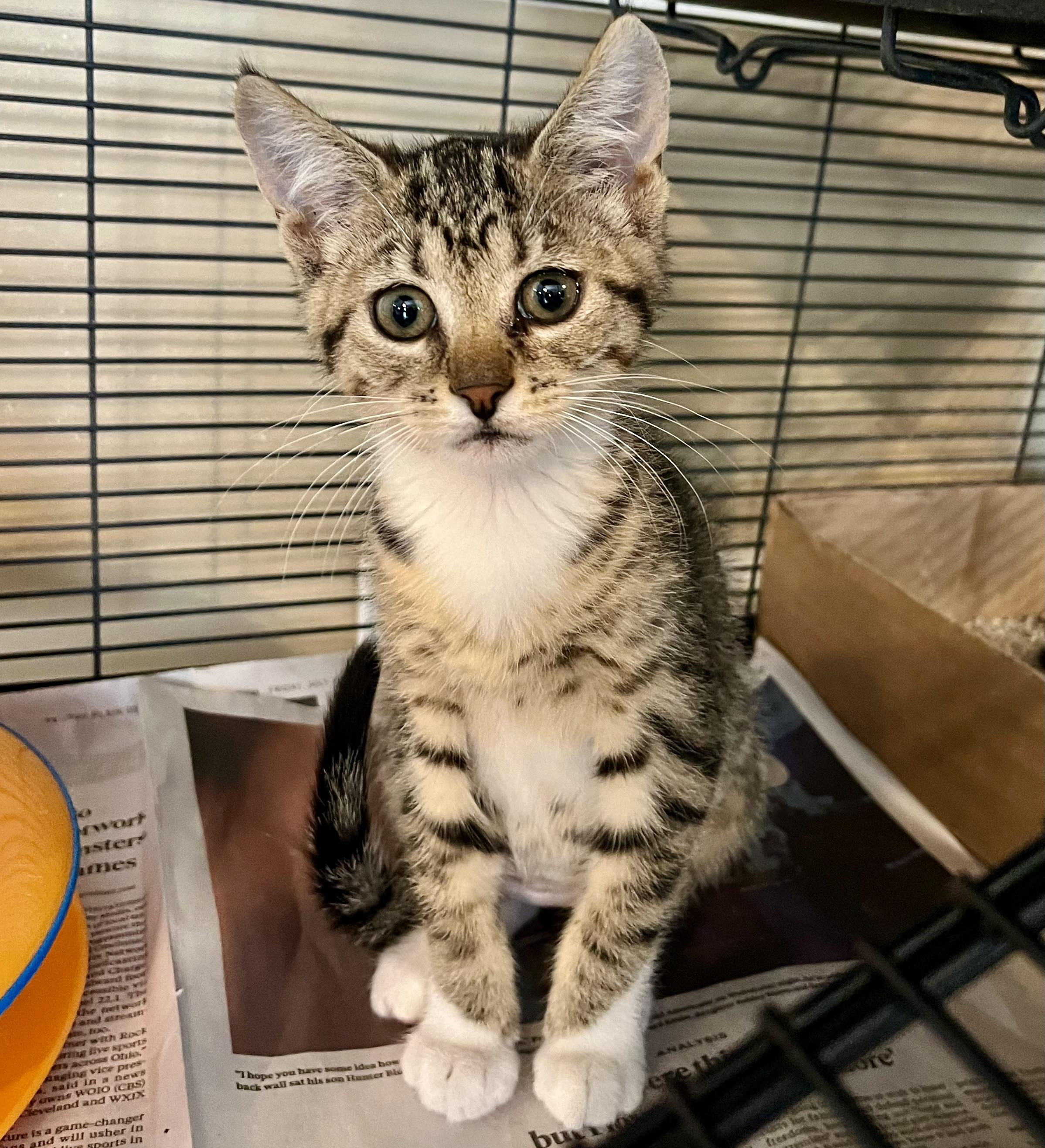 Sequoia, an adopted Domestic Short Hair in Seville, OH_image-1