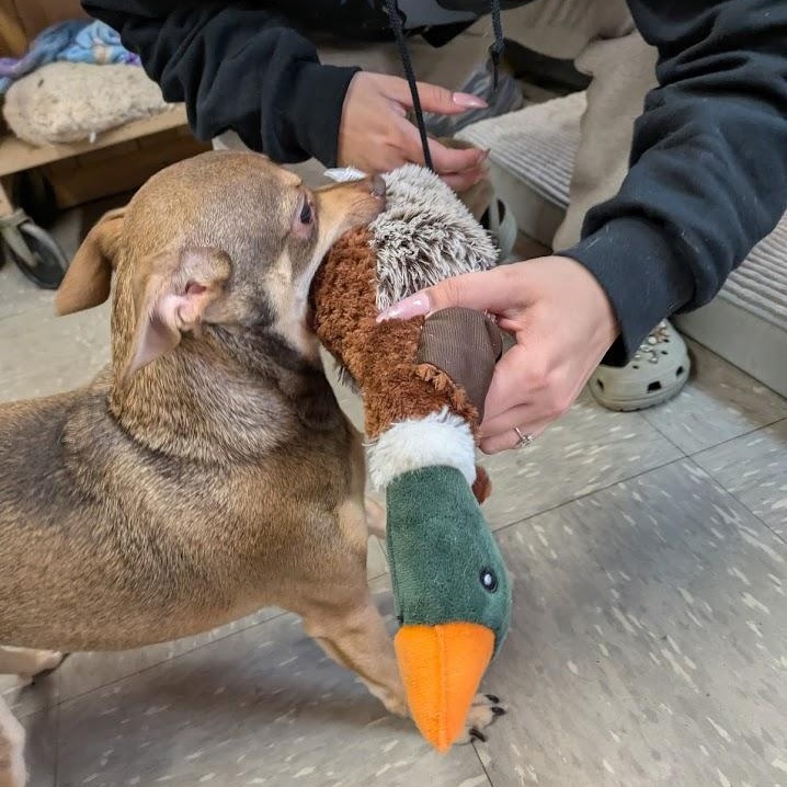 Enlarge Harley, an adoptable Chihuahua in Covington, VA image 4/4
