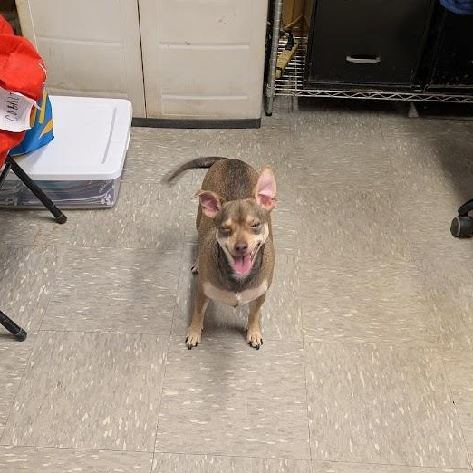 Enlarge Harley, an adoptable Chihuahua in Covington, VA image 2/4