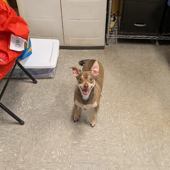 Enlarge Harley, an adoptable Chihuahua in Covington, VA image 1/4