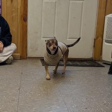Enlarge Harley, an adoptable Chihuahua in Covington, VA image 3/4
