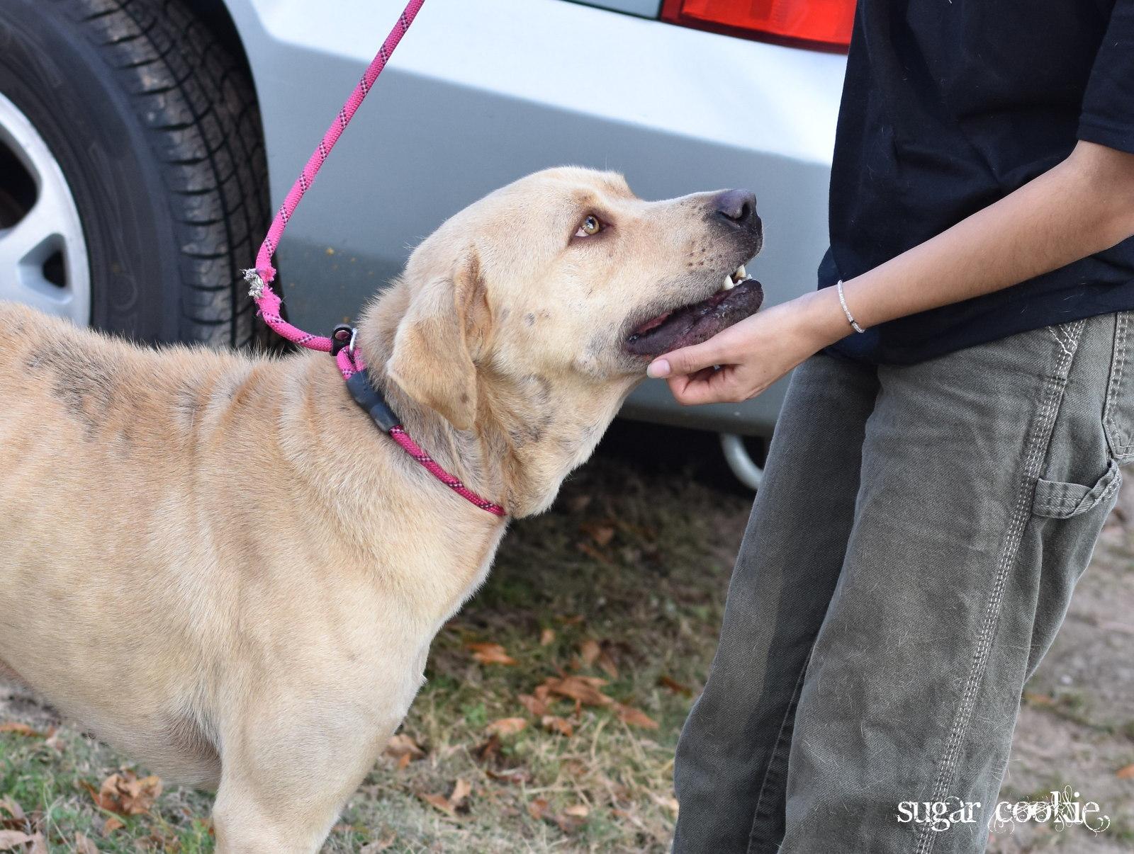 Enlarge Milo, an adopted Labrador Retriever in Salt Lake City, UT image 3/5