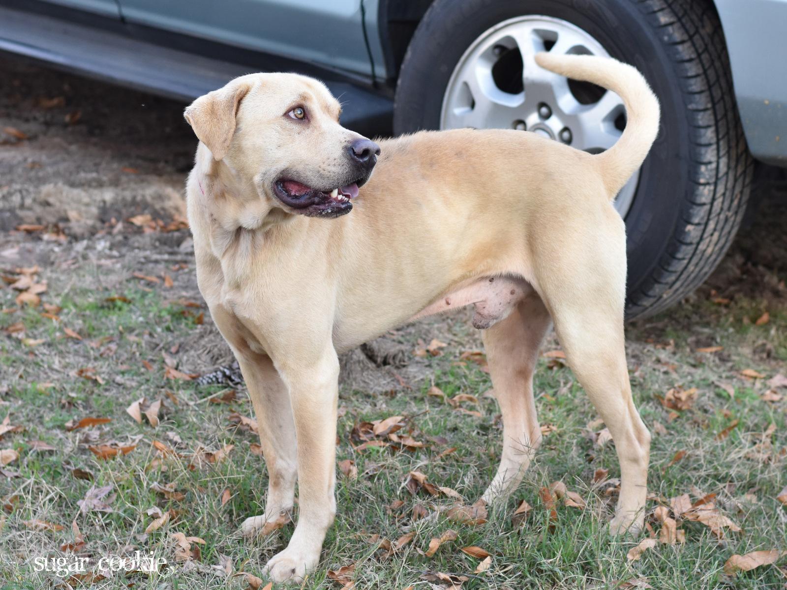 Enlarge Milo, an adopted Labrador Retriever in Salt Lake City, UT image 5/5
