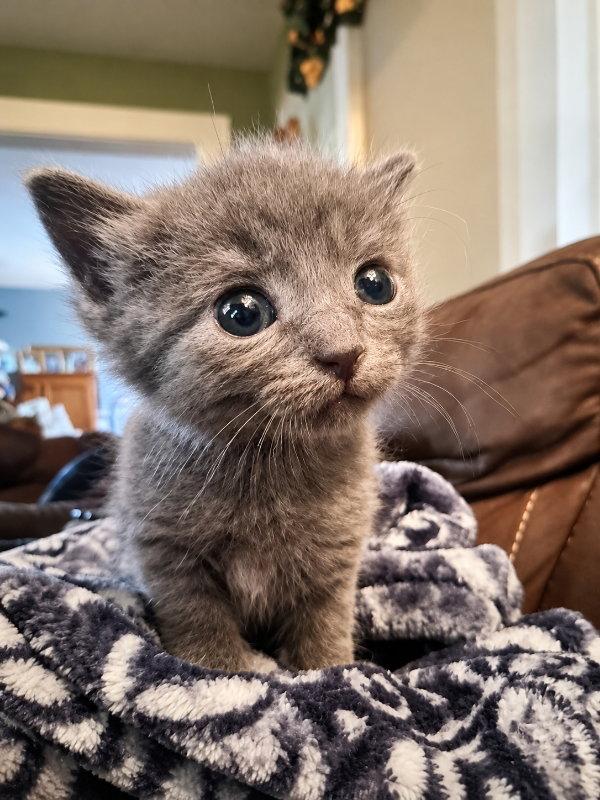 Enlarge Coco, a Adoptable Domestic Short Hair in Mankato, MN image 1/3