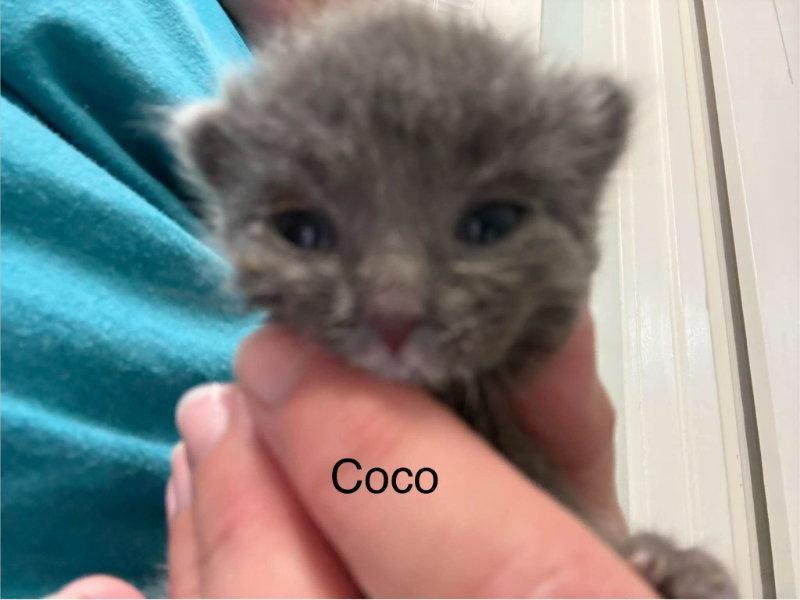 Enlarge Coco, a Adoptable Domestic Short Hair in Mankato, MN image 3/3